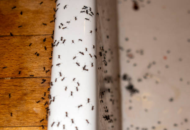 Best Affordable Pest Control Services  in Mitchellville, IA
