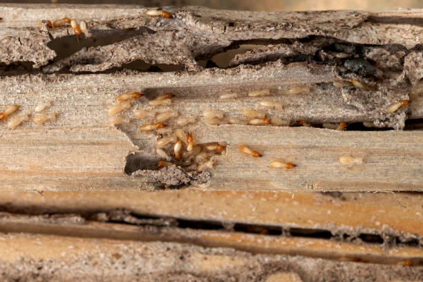 Best Wildlife Control Services  in Mitchellville, IA
